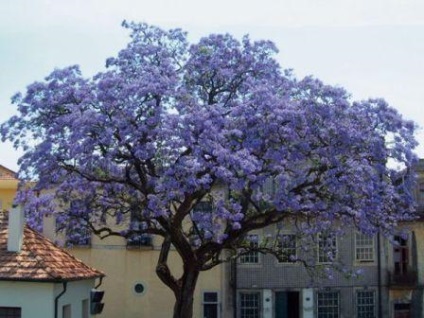 Trăsăturile de cultivare și îngrijire a arborelui lui Adam (paulownia)