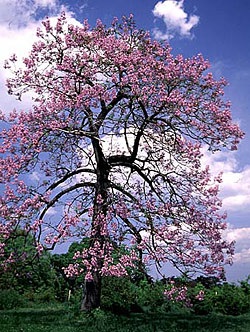 Trăsăturile de cultivare și îngrijire a arborelui lui Adam (paulownia)