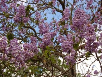 Trăsăturile de cultivare și îngrijire a arborelui lui Adam (paulownia)