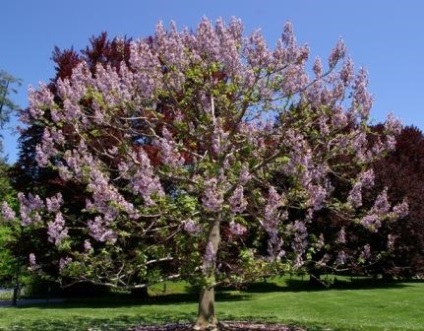 Trăsăturile de cultivare și îngrijire a arborelui lui Adam (paulownia)