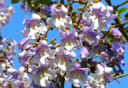 Trăsăturile de cultivare și îngrijire a arborelui lui Adam (paulownia)