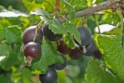 Trăsăturile de cultivare și îngrijire a arborelui lui Adam (paulownia)