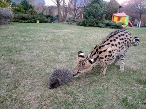 Serval african este prestigios pentru a avea case, un oraș de pisici