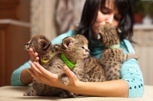 Serval african este prestigios pentru a avea case, un oraș de pisici