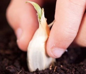 Allium lepkeültetés és szabadtéri ápolás a virágon túl