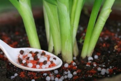 Allium lepkeültetés és szabadtéri ápolás a virágon túl