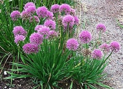 Allium lepkeültetés és szabadtéri ápolás a virágon túl