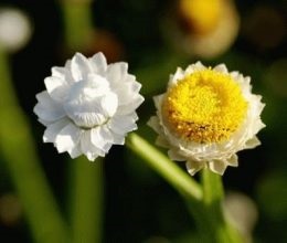 Descrierea ammobiului și tipurile de flori, care cresc din semințe, case de vară