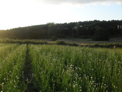 Cultivarea, reproducerea, descrierea, fotografiile, bolile, dăunătorii, soiurile