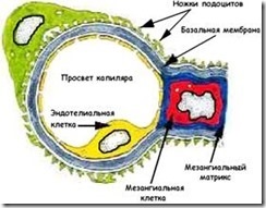 Anatomia rinichilor și a tractului urinar