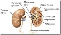Anatomia rinichilor și a tractului urinar