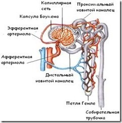 Anatomia rinichilor și a tractului urinar