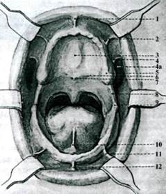 Caracteristici anatomico-topografice ale structurii maxilarului fără dinți