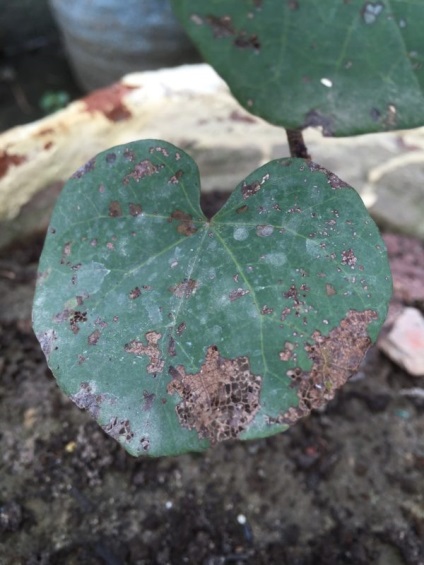 Japoneză kaki - aterizare și îngrijire pe teren deschis