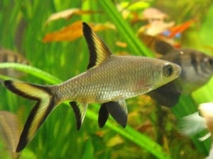 Barbuses ca pești de acvariu (descriere, conținut, specii)
