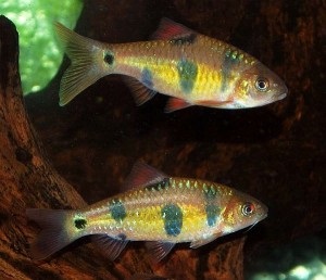 Barbuses ca pești de acvariu (descriere, conținut, specii)