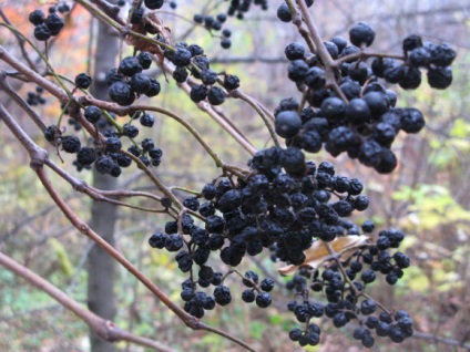 Velvet Amur proprietăți medicinale