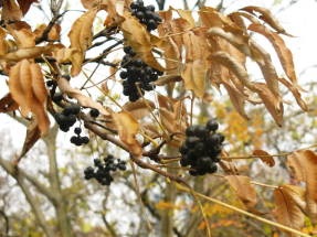 Velvet Amur proprietăți medicinale