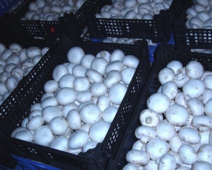 Afacerea în cultivarea de ciuperci în casă (ciuperci și șampițe) video