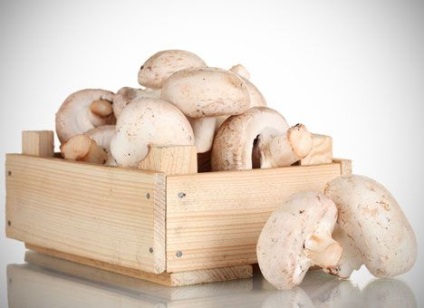 Afacerea în cultivarea de ciuperci în casă (ciuperci și șampițe) video