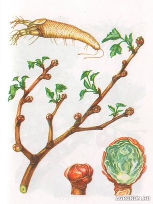 Bolile și dăunătorii din culturile de fructe și arbuști și arbuști