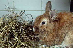 Boli ale iepurilor - simptome, tratament și prevenirea coccidiozei, mixomatoză, hemoragie