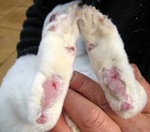 Boli ale iepurilor - simptome, tratament și prevenirea coccidiozei, mixomatoză, hemoragie