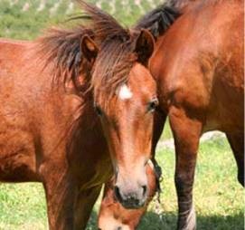 Boala articulațiilor la cai