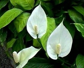 Spathiphyllum este bolnav, casa noastră și casa noastră de grădină și grădină