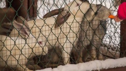 Cum să hrăniți iepurii pentru a câștiga greutate