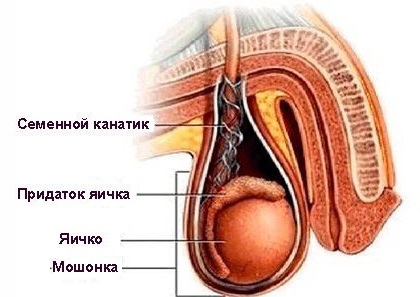 Ce este coliculita la bărbați