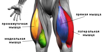 Ce este femurul cvadriceps și exercițiile pentru el
