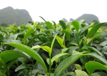 Ce este inclus în compoziția chimică a ceaiului verde și negru decât ceaiul negru din verde