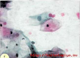 Caracteristici cytologice