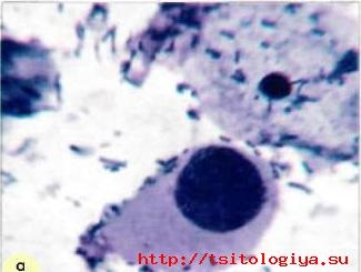 Caracteristici cytologice