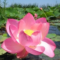 Înflorirea lotusului în excursii de la Astrakhan la câmpurile de lotus din Delta Volga