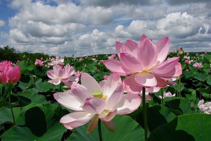 Înflorirea lotusului în excursii de la Astrakhan la câmpurile de lotus din Delta Volga