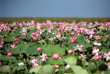 Înflorirea lotusului în excursii de la Astrakhan la câmpurile de lotus din Delta Volga