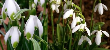 Flori de ninsori vedere și îngrijire, flori-blog