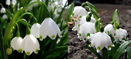 Flori de ninsori vedere și îngrijire, flori-blog