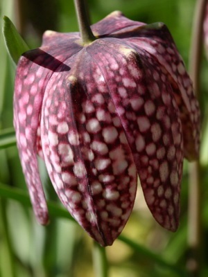 Descrierea, reproducerea și cultivarea cuiburilor de flori, dachasadovoda