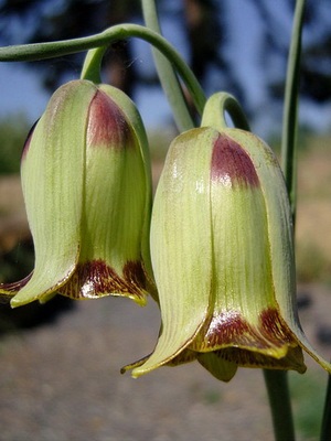 Descrierea, reproducerea și cultivarea cuiburilor de flori, dachasadovoda