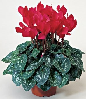 Cyclamen floare