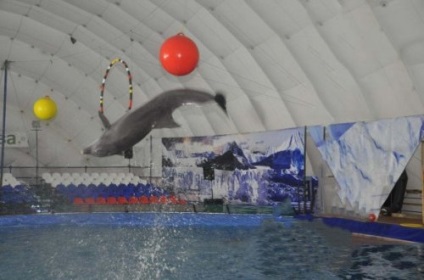 Dolphinarium la Wvz fotografie delfinarium la Wvz ora de deschidere delfinariul la adresa wvz, versiunea de lux 2