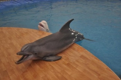 Delfinariul la Wvz fotografie Delfinariul la Wvz Programul de lucru Dolphinarium la adresa WVC, versiunea de lux 2