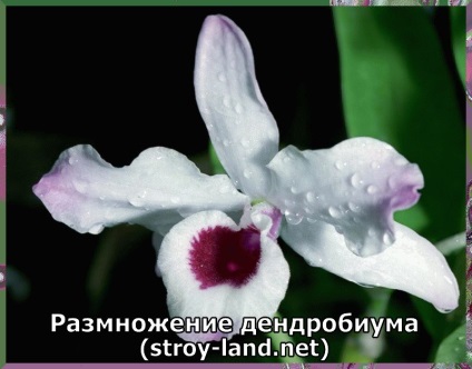 Dendrobium - îngrijire la domiciliu