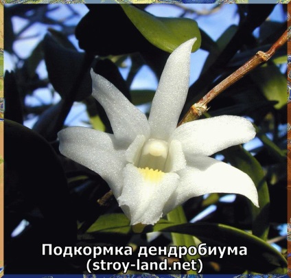 Dendrobium - îngrijire la domiciliu