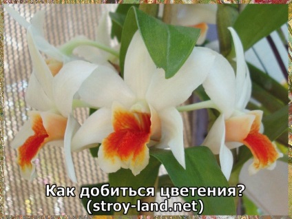 Dendrobium - îngrijire la domiciliu