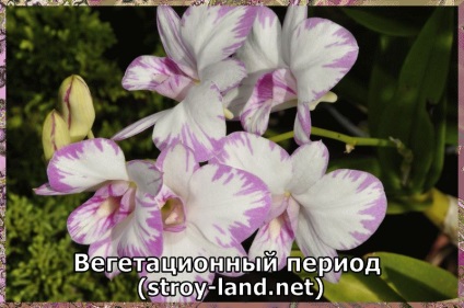 Dendrobium - îngrijire la domiciliu