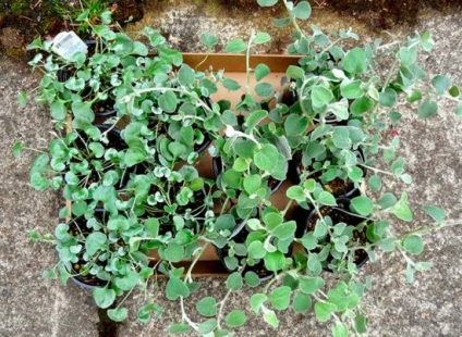 Dihondra plantare și îngrijire, fotografie în grădină, un loc în design peisagistic, reproducere și cultivare în